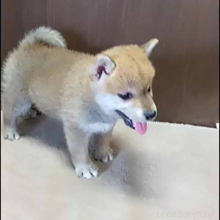 販売中の茨城県の柴犬-395681の2枚目